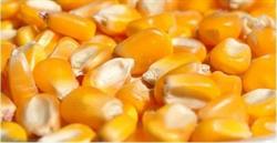 Horario de apertura Agrocanals, Canals